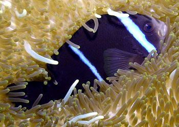 ˫ Amphiprion tricinctus1.jpg