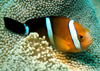 ˫ Amphiprion tricinctus.jpg