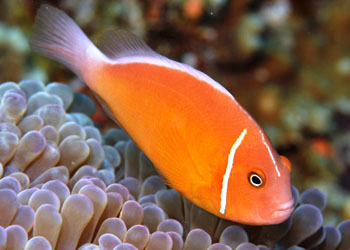 ̫ƽ˫ Amphiprion pacificus.jpg