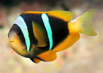 ˫˫ Amphiprion sebae.jpg