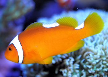 ϣ˫ Amphiprion thiellei.jpg