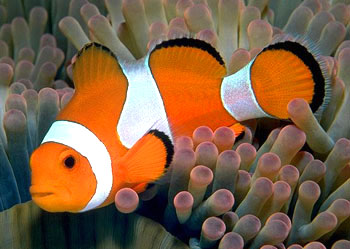 ۰˫ Amphiprion ocellaris.jpg