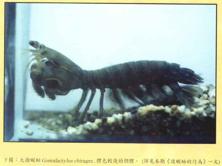 ͼָϺGonodactylus chiragra.ɫǳĸ塣ڡ̸ϺΪһģ