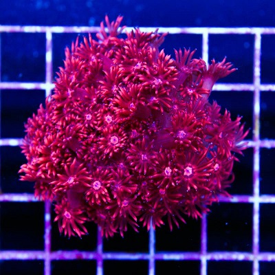 red goni2.jpg