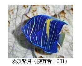 阿拉伯的新月 紫月神仙pomacanthus Maculosus 北京地区 Cmf海友论坛 手机版 Powered By Discuz