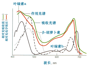 大咖说海,海缸生物学养好大部分珊瑚的秘诀(上)