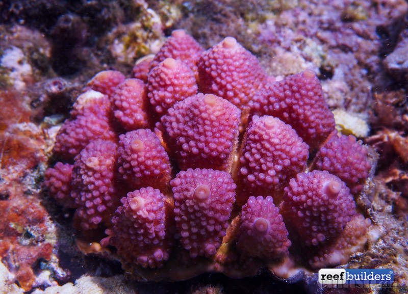 acropora-globiceps-philippines-3.jpg