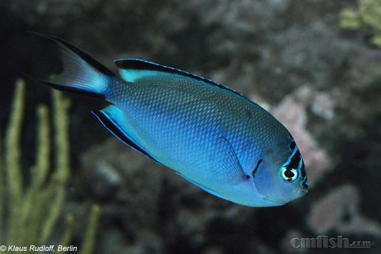 渡邊月蝶魚genicanthus watanabei.jpg