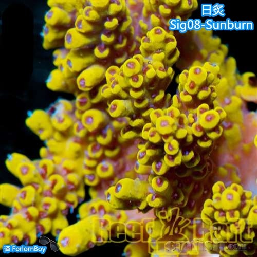 Sig08-2-Sunburn-450 _.jpg