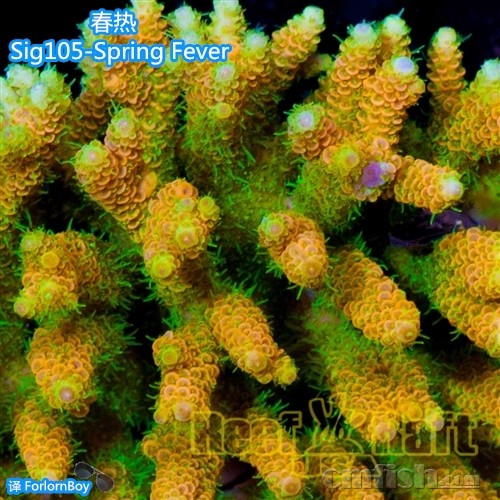 Sig105-2-Spring Fever-250 _.jpg