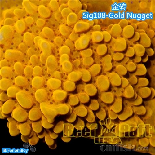 Sig108-2 Gold Nugget ש_.jpg