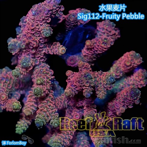 Sig112-2-Fruity Pebble-300 ˮƬ_.jpg