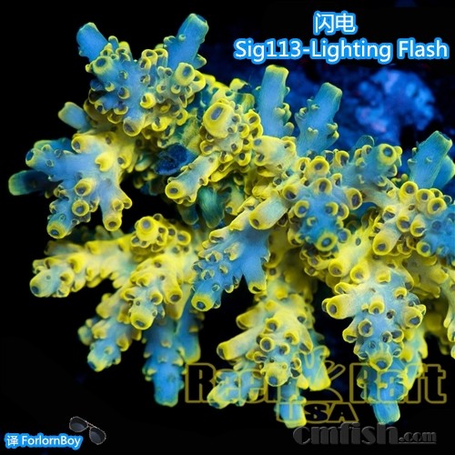 Sig113-2-Lighting Flash-450 _.jpg