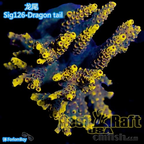 Sig126-2-Dragon tail-400 β_.jpg