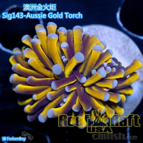 Sig143-2  Aussie Gold Torch ޽_.jpg