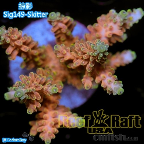 Sig149-2 Skitter Ӱ_.jpg