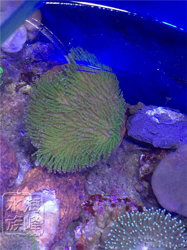 海峰水族常见软珊瑚类 印尼lps软珊瑚 广州海峰水族 专业海水鱼珊瑚批发 Cmf海友论坛 手机版 Powered By Discuz