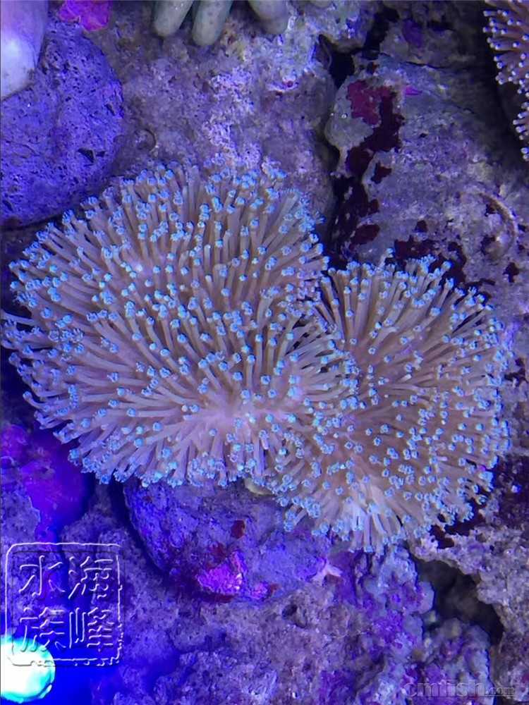 海峰水族常见软珊瑚类 印尼lps软珊瑚 广州海峰水族 专业海水鱼珊瑚批发 Cmf海友论坛 手机版 Powered By Discuz