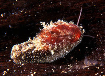 Stomatella impertusa01.jpg