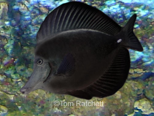 black-tang-lg.jpg