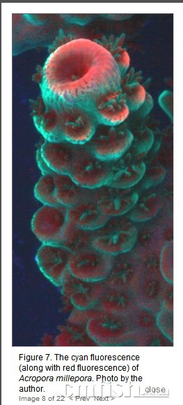 ͼ7Acropora millepora.ɫӫɫ.jpg