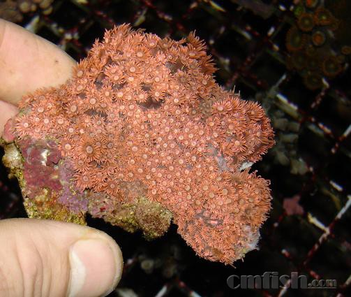 Red Encrusting Goniopora burgosi.jpg