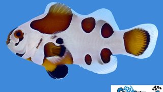 s&amp;r_mocha_storm_clownfish.jpg