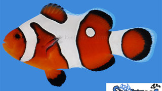 s&amp;r_davinci_clownfish_grade_a.jpg