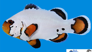 s&amp;r_flurry_clownfish3.jpg