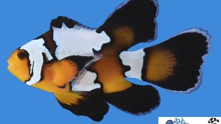 s&amp;r_longfin_-black_ice_clownfish.jpg