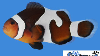 s&amp;r_mochavinci_clownfish_grade_b.jpg