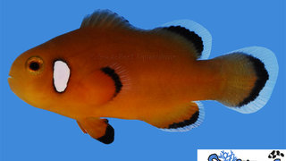 s&amp;r_nearly_naked_clownfish3.jpg