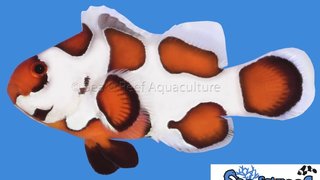 s&amp;r_orange_storm_clownfish.jpg