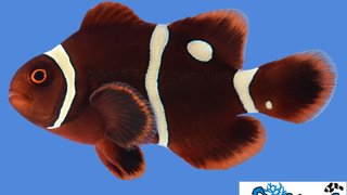 s&amp;r_gold_dot_maroon_clownfish4.jpg