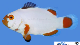 s&amp;r-maine-blizzard-clownfish.jpg