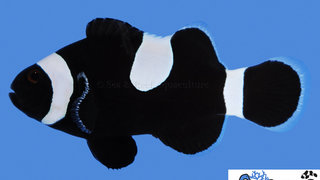 s&amp;r-darwin-ocellaris-misbar-clownfish6.jpg