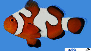 s&amp;r-davinci-clownfish-gradeb.jpg