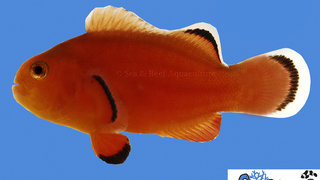 s&amp;r-naked-clownfish.jpg