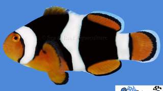 s&amp;r-onyx-clownfish.jpg