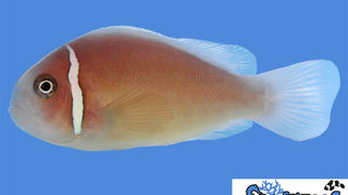 s&amp;r-pink-skunk-clownfish.jpg