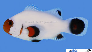 s&amp;r-wyoming-white-clownfish.jpg