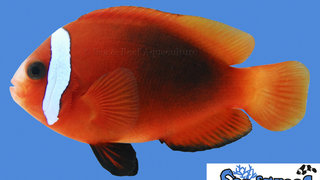 s&amp;r-cinnamon-clownfish.jpg