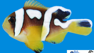 s&amp;r-spotcinctus-clownfish5.jpg