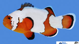 s&amp;r-premium-snowflake-clownfish.jpg