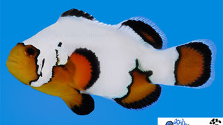 s&amp;r-ultra-black-ice-clownfish.jpg