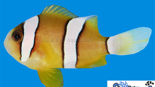 s&amp;r-clarkii-clownfish1.jpg