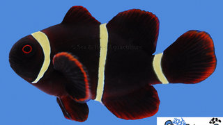 s&amp;r-gold-stripe-maroon-clownfish.jpg