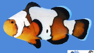 s&amp;r-black-ice-clownfish.jpg