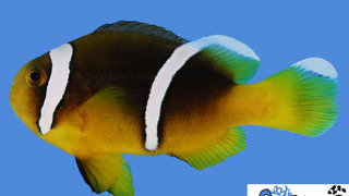 s&amp;r-sebae-clownfish.jpg