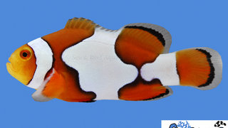 s&amp;r-picasso-clownfish.jpg